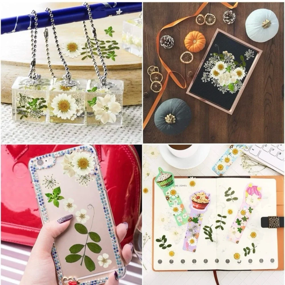 ⭐️ Pressed Flowers Bulk White Dried Flowers Two Pack For Crafting